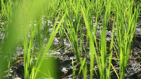 Planting Stock Footage 336510475