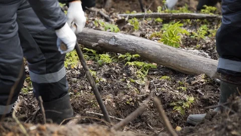Planting forests manually. Working process of planting a tree. Planting forests 스톡 동영상 126544876