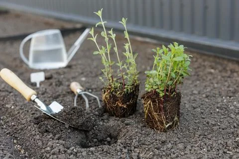 Planting Fresh Herbs in Garden Soil with Tools and Watering Can Stock Photos