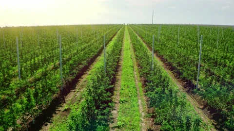 Planting fruit trees from a bird's eye view. Stock Footage 201631890
