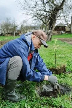 Planting fruit trees. Stock Photos