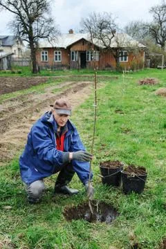 Planting fruit trees. Stock Photos