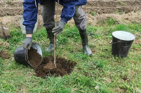 Planting fruit trees. Stock Photos