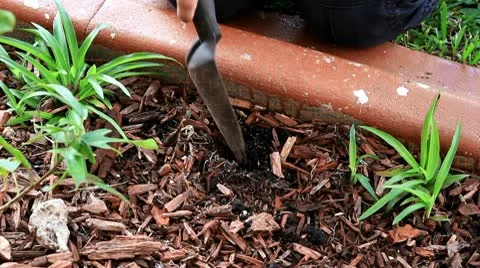 Planting in the garden Stock Footage 10735117