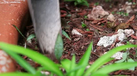 Planting in the garden Stock Footage 10735153