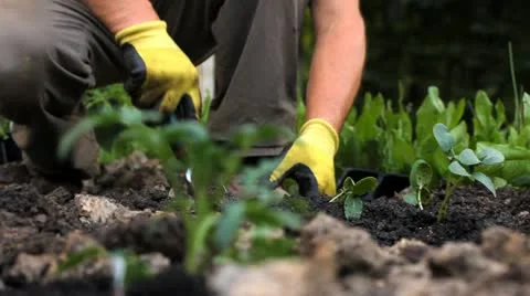 Planting in the garden Stock Footage 11048857