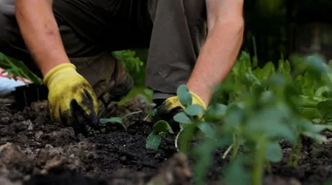 Planting in the garden Stock Footage 11049057