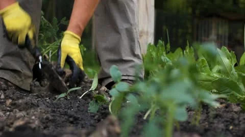 Planting in the garden Stock Footage 11049338