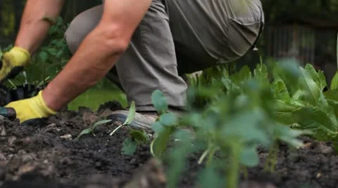 Planting in the garden Stock Footage 11049595