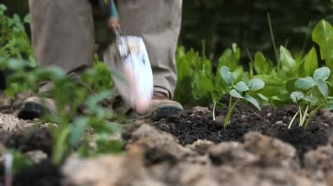 Planting in the garden Stock Footage 11049858