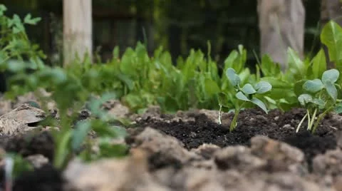 Planting in the garden Stock Footage 11049987