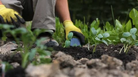 Planting in the garden Stock Footage 11050058