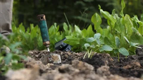 Planting in the garden Stock Footage 11050147