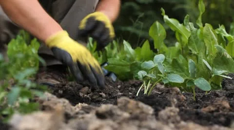 Planting in the garden Stock Footage 11050331