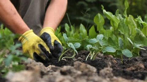 Planting in the garden Stock Footage 11050445