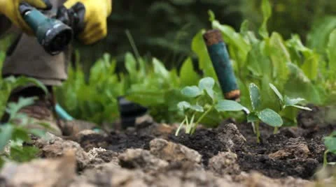 Planting in the garden Stock Footage 11050537