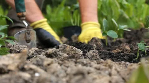 Planting in the garden Stock Footage 11050572