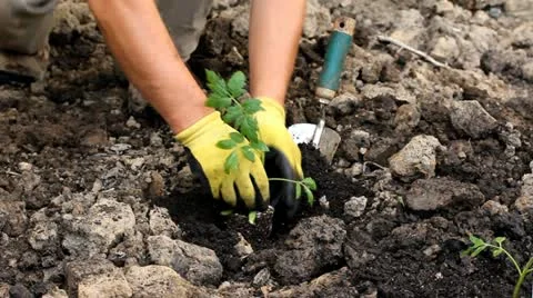 Planting in the garden Stock Footage 11050729