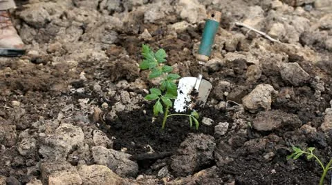 Planting in the garden Stock Footage 11050828
