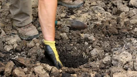 Planting in the garden Stock Footage 11051100