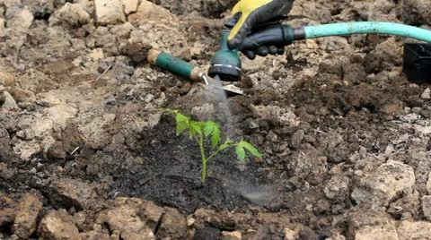 Planting in the garden Stock Footage 11051189