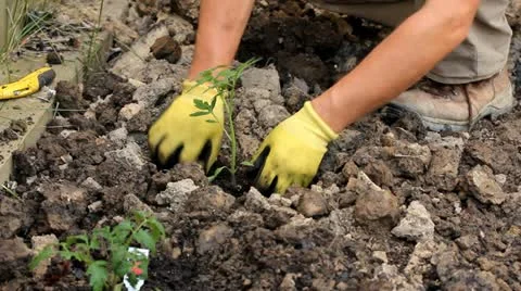Planting in the garden Stock Footage 11051289