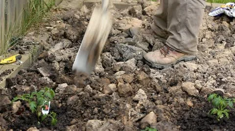 Planting in the garden Stock Footage 11051470