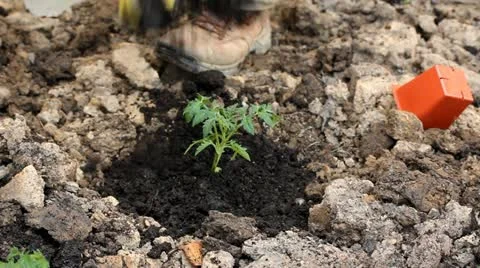 Planting in the garden Stock Footage 11051576