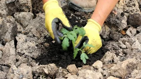 Planting in the garden Stock Footage 11051678