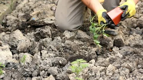 Planting in the garden Stock Footage 11051787