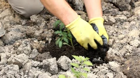 Planting in the garden Stock Footage 11051883