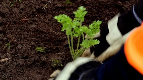 Planting the garden Stock Footage 93538342