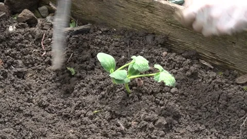 Planting in the garden 库存影片 149832588