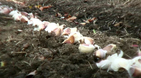 Planting garlic 動画素材 556852