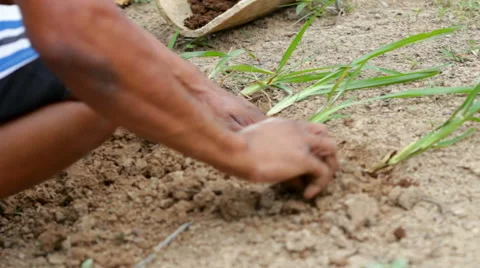 Planting grass - closeup Stock Footage 40772286