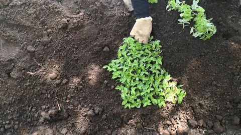 Planting grass Stock Footage 95170947