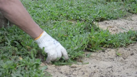 Planting grass sheet  on ground, Installing Natural Grass Turfs Stock Footage 93377510