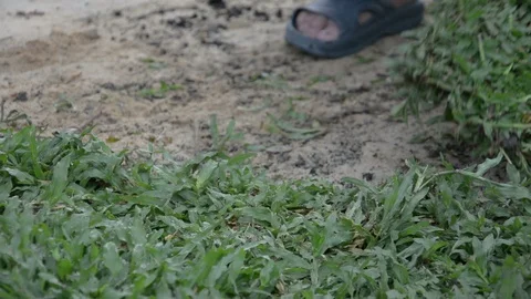 Planting grass sheet  on ground, Installing Natural Grass Turfs Stock Footage 93377567
