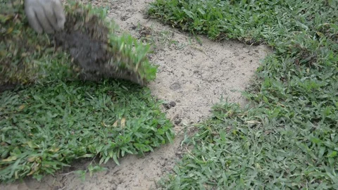 Planting grass sheet  on ground, Installing Natural Grass Turfs Vídeos de archivo 93377624