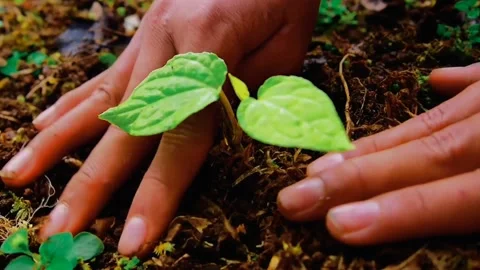 Planting in the ground Stock Footage 219489304