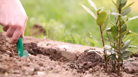 Planting herbs Stock Footage 23419308