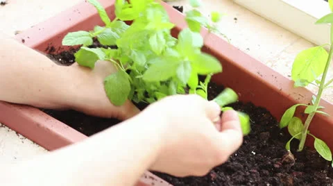 Planting herbs Stock Footage 25751781
