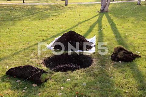 Planting hole and a soil heap on the lawn prepared for a tree planting Stock Photos