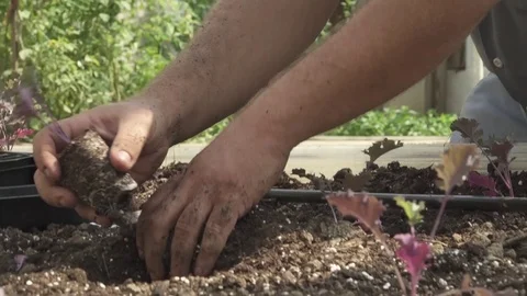 PLANTING KALE SPROUTS 스톡 동영상 102742801