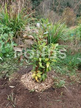 Photograph: Planting laurel in the garden with mulch. young laurel ...