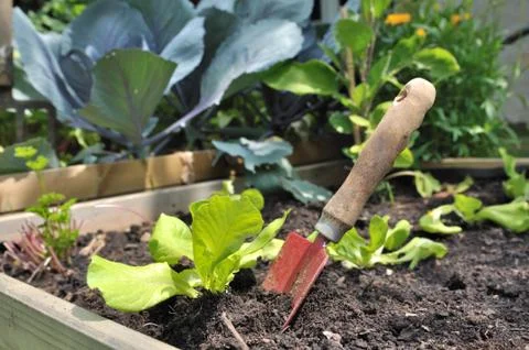 Planting lettuce Stock Photos