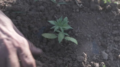 Planting Marijuana in the ground Video stock 315714484