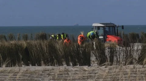 Planting Marram Grass between wind screens on sand dune, erosion control Видео 47659167