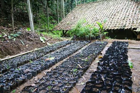 Planting method using polybags Stock Photos