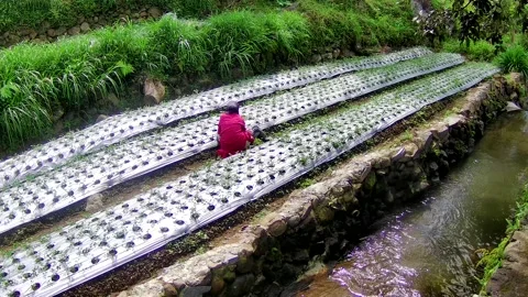 Planting with mulch Stock Footage 167799386